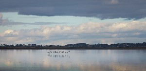 Birds over a Lake